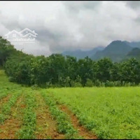 Tổng Diện Tích 1210M2 Cây Lâu Năm Tại Tân Lạc, Hòa Bình