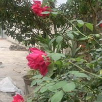 Bán Đất Ngõ 44 Trần Thái Tông, 220 Triệu/M2, 134 M2, Giá Cực Chất, Chính Chủ, Cầu Giấy, Hà Nội