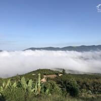 14.000m2 săn mây Bảo lộc, yên tĩnh mát mẻ
