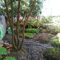 Em Chính Chủ Bán Gấp Đất Tại Đình Trị Yên, Cần Giuộc, Long An, Giá Cắt Lỗ 950 Triu