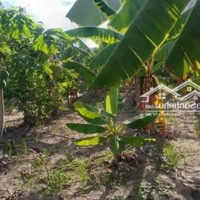 Cần Bán Nền Vườn Thổ Cư Diên Đồng (Xuân Đồng) - Diên Khánh