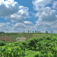 Bán Đất 2.000M2 Qh Full Thổ Cư Mặt Đường Nhựa 15 Mét - Giá: 1 Tỷ 550 Cả Lô