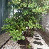 View xịn tọa lạc tại thôn 11_Hòa Phú_Buôn Ma Thuột _Đăk Lăk. Dt: 27,5×50 tc 400m²  $ 7 tỷ thương lượng
