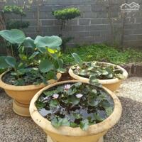 View xịn tọa lạc tại thôn 11_Hòa Phú_Buôn Ma Thuột _Đăk Lăk. Dt: 27,5×50 tc 400m²  $ 7 tỷ thương lượng