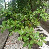 View xịn tọa lạc tại thôn 11_Hòa Phú_Buôn Ma Thuột _Đăk Lăk. Dt: 27,5×50 tc 400m²  $ 7 tỷ thương lượng