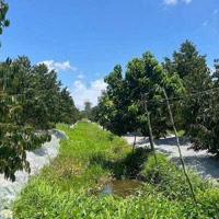 Bán Vườn Sầu Riêng 7187M2 Đt 926 - Ấp Trường Thọ - Trường Long - H, Phong Điền(Cách Cầu Kh9 2,5Km)