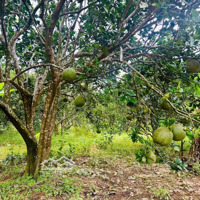 Chủ Kẹt Bán Nhanh Mảnh Vườn Xã Diên Thọ, Huyện Diên Khánh. Giá Rẻ