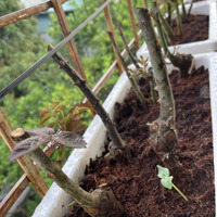Bán Đất Tại Yên Mỹ, Thanh Trì, Hà Nội, Giá Ưu Đãi, Diện Tích 290 M2