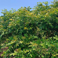 Vườn Nhãn 1000M2 Phủ Hồng Đất Ở Có 22Mmặt Tiềnnhựa Xã Xuyên Mộc H Xuyên Mộc Brvt