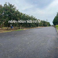 Đất Bông Trang Gần Biển Gần Rừng, Diện Tích: 2000M2 Khí Hậu Mát Mẻ, Đường Nhựa Khu Dân Cư, Có Vườn Nhãn