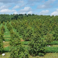 Bán Trang Trại, Khu Nghỉ Dưỡng Tại Xã Liên Hà, Lâm Hà, Lâm Đồng, 45,568 Tỷ, 65,000 M2 Giá Cực Chất