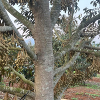 Bán Trang Trại, Khu Nghỉ Dưỡng Tại Xã Liên Hà, Lâm Hà, Lâm Đồng, 45,568 Tỷ, 65,000 M2 Giá Cực Chất