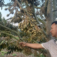 Bán Trang Trại, Khu Nghỉ Dưỡng Tại Xã Liên Hà, Lâm Hà, Lâm Đồng, 45,568 Tỷ, 65,000 M2 Giá Cực Chất