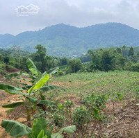 Bán Đất 6400M2 Tại Thị Trấn Đà Bắc, 300 Nghìn / M2