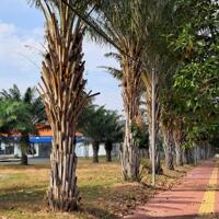 Cần bán lô đất 100m, mặt tiền đường Nguyễn Ái Quốc rộng 100m, giá chỉ từ 1,39 tỷ. Đường nhựa vỉa hè đã hiện hữu