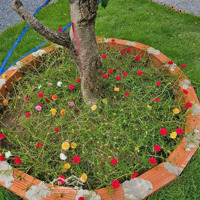 Bán Nhà Sân Vườn Đẹp Chil Chil Hoàn Thiện Mới 100% Tại Phường Định Hòa, Tdm, Bd