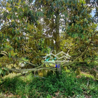 Bán Vườn Sầu Riêng: 4.200M² (115M X 23M) Đường Thủy Lợi, Xã Tân Hội Trung