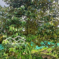 Bán Vườn Sầu Riêng: 4.200M² (115M X 23M) Đường Thủy Lợi, Xã Tân Hội Trung