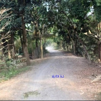 Bán Vườn Sầu Riêng, Mít: 2.100M² (39M X 55M) Đường Đá Xe Ba Gác, Xã Tân Hội Trung