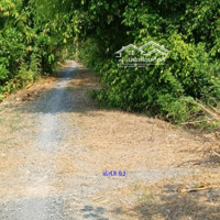 Bán Vườn Sầu Riêng, Mít: 2.100M² (39M X 55M) Đường Đá Xe Ba Gác, Xã Tân Hội Trung