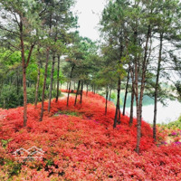Sống Như Nghỉ Dưỡng Mỗi Ngày Tại Valley Park Thung Lũng Thanh Xuân