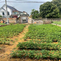 Chính Chủ Gửi Bán Lô Đất 154M2 Sẵn Sổ Đỏ Công Chứng Trong Ngày. Đường Thông Rộng