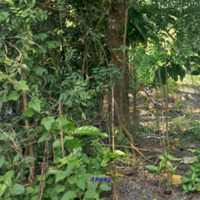 Bán Nền: 123M² (6M X 20.7M, Thổ 100%) Kdc Xã Ba Sao, H Cao Lãnh
