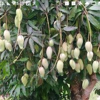 Chính Chủ Bán 1,4Ha Đất Đẹp Tại Tà Nung, Đà Lạt, Tiềm Năng Kinh Doanh Du Lịch