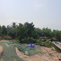 Bán Vườn Mít: 4.150M² (43M X 80M, Nở Hậu, Đất Lúa) Đường Thủy Lợi (Giáp Lộ Đan 3M)