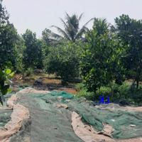Bán Vườn Mít: 4.150M² (43M X 80M, Nở Hậu, Đất Lúa) Đường Thủy Lợi (Giáp Lộ Đan 3M)
