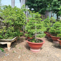 Ngay Mặt Tiền Võ Thị Hồi - 3972.7M2 - Ngay Trần Văn Mười - Gấp Bán