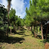 Đất Nền Nghỉ Dưỡng 1000M2 Tại Aman
Blao, Suối Ôm Trọn, Sổ Riêng Từng Nền,View Săn Mây