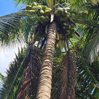 1,8 Tỷ Cho 2,3 Công Vườn Ql60 Thành Thới B, Mcn, Shr, Cc
