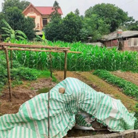 Lô Đất Sổ Đẹp Tại Tòng Bạt, Ba Vì, Hn Mặt Tiền 11M, Sâu 25M, Cách Đường Tl92 Chỉ 500M, Mỹ Đình 60Km