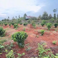 Bán Lỗ, Bán Nhanh Lô Đất Sào Đá Bạc 72X85M, Đất Đỏ Trồng Cà Phê Sầu Riêng, Gần Ngã 6