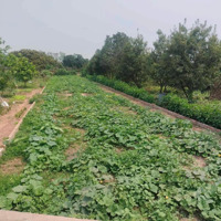 Chính Chủ Bán Gấp 348M2 Đất Tại Yên Nghĩa - Hà Đông - Sổ Đỏ, Giá Hơn 5 Tỷ (Có Thương Lượng)