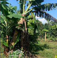 1,1Ha Vườn Cây Ăn Trái Ngay Sát Trung Tâm Lộc Nam- Bảo Lâm