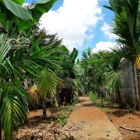 (Ngộp)Bán Đất Mặt Đường Nhựa Nam Ban - Nghỉ Dưỡng Ven Đà Lạt Khu Trung Tâm Xã