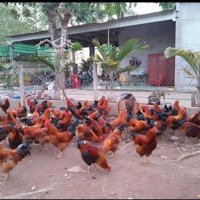 Cần Bán 1.3Ha Đất Có 300 Thổ Trước Đất Có Đường Sau Đất Cặp Suối Đồng Nai Cb0241 (127)