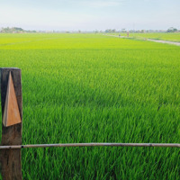 View Lúa Phố Hoian Cẩm Châu Trên 500M2