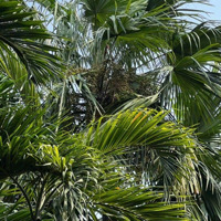 Bán Khu Sinh Thái Độc Nhất Dĩ An Hơn 4.130M2 Thổ Cư 3 Biệt Thự Pháp Bộ Sưu Tập Đồ Cổ Ngàn Năm
