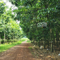 10 Mẫu Cao Su Cạo Đẹp Chơn Thành, Bình Phước