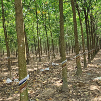 10 Mẫu Cao Su Cạo Đẹp Chơn Thành, Bình Phước