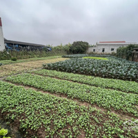 Bán 1000M2 Làm Kho Xưởng Đường 382 Gần Chợ Mới Đông Tảo Khoái Châu, Trục Chính Sắp Mở Rộng 8M