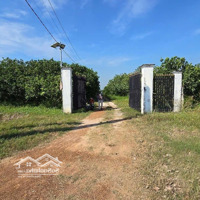 8 Mẫu Vườn Bưởi Đường Nhựa 32M Chơn Thành, Bình Phước