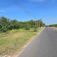 8 Mẫu Vườn Bưởi Đường Nhựa 32M Chơn Thành, Bình Phước