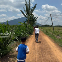 Bán Nhanh Giá Rẻ Miếng Đất Vườn Đang Trồng Mãng Cầu Gần Núi Bà Tây Ninh 100M2 Giá Bán 420 Triệu Shr