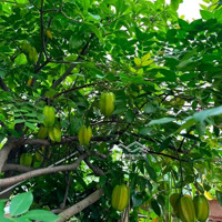 Biệt Thự 3 Tầng Siêu Hiếm, Oto Tránh, Thiết Kế Đẹp, 1 Bước Ra Hồ Tây, Hồ Trúc Bạch