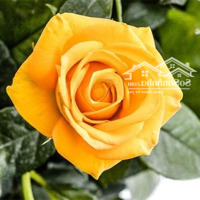Cần Tiền Bán Đất Đường Kênh A Chính Chủ