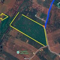 GIA ĐÌNH CHO CON VỀ SAIGON HỌC CẦN NHƯỢNG LẠI 55320 M2 (5,5HA) ĐẤT LÂM NGHIỆP LH:0931351494